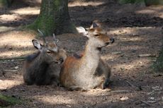 Sikahirsch-006.jpg